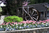 Butchart Gardens